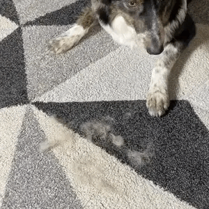 Pawsy's Glove™ - Pet Hair Remover Glove